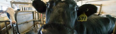 Cows
