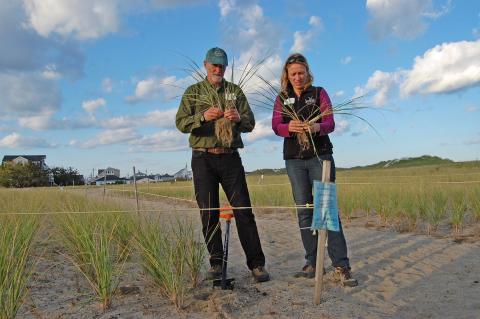 Alyson Eberhardt and Dave Burdick separate beachgrass