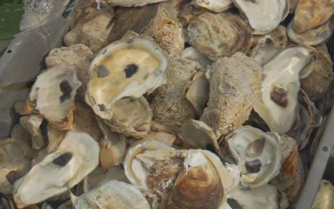 Marine Science Oysters