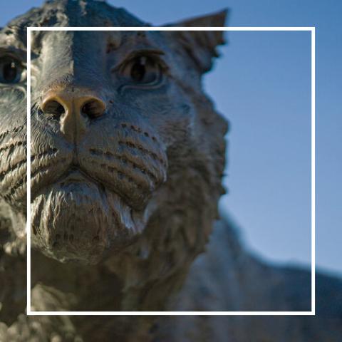 Image of wildcat statue